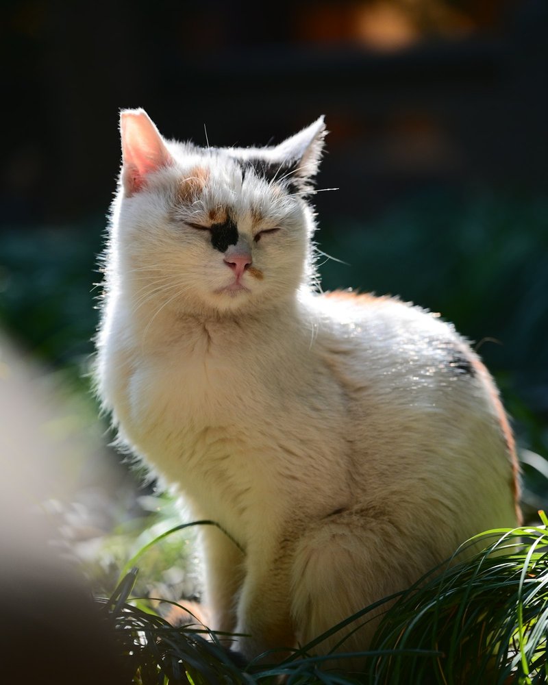 Siberian cat close-up showing triple coat texture detail with guard hairs and undercoat visible — portrait-ready condition