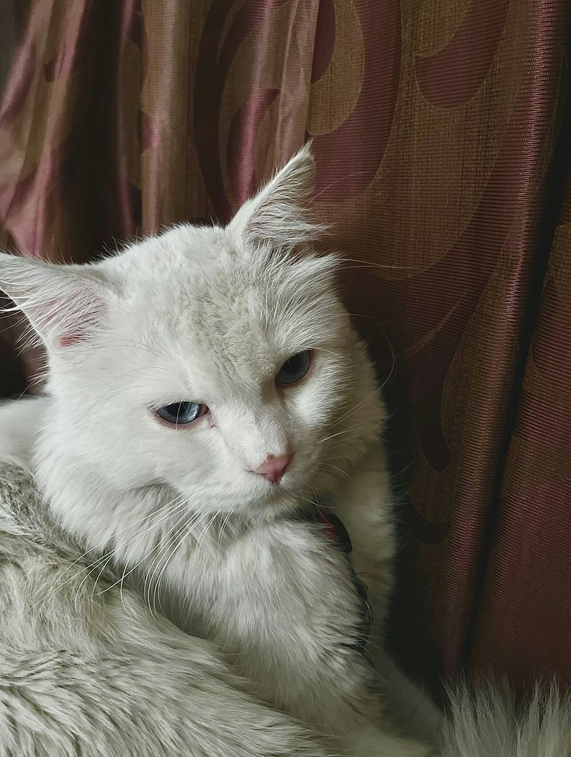 Siberian cat front portrait showing triple coat texture, ruff and large green eyes — ideal framing for AI portrait generation