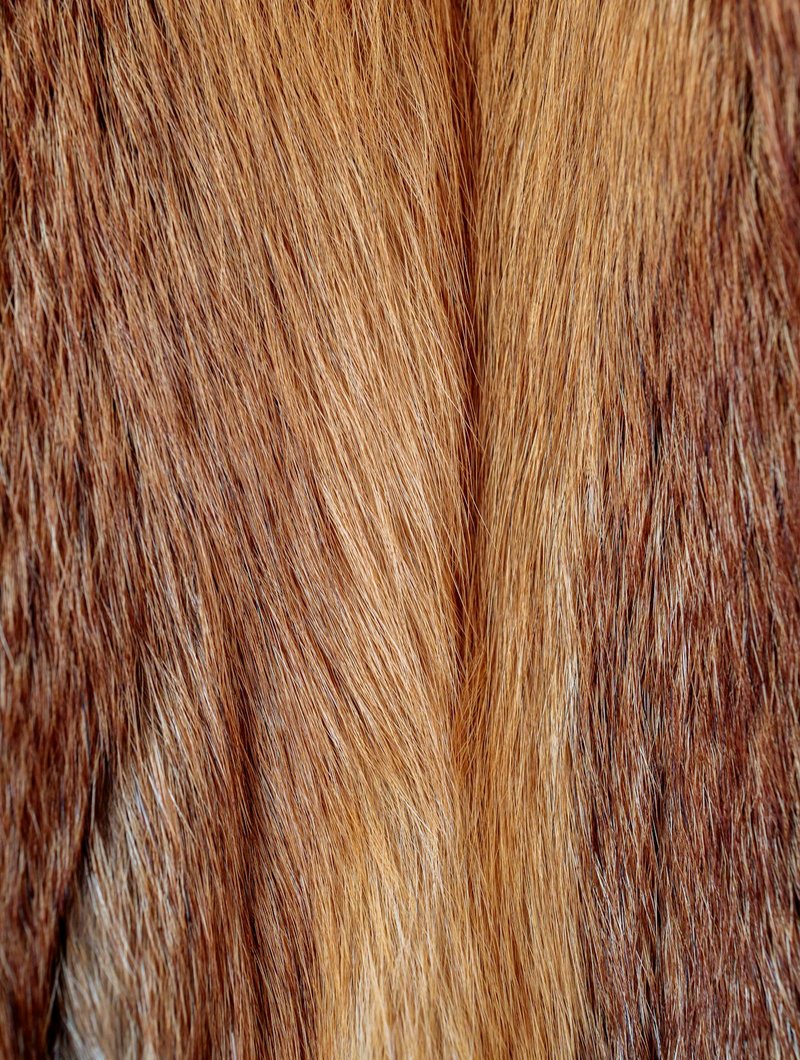 Somali cat with ruddy ticked coat and bushy tail at three-quarter angle for AI portrait