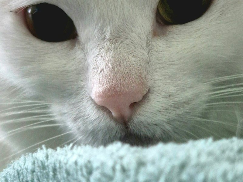 Sphynx cat skin wrinkles in side-lighting showing texture detail for AI portrait