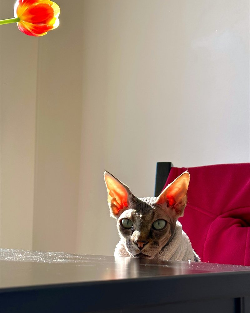 Sphynx cat front-facing showing lemon-shaped eyes and large ears for AI portrait reference