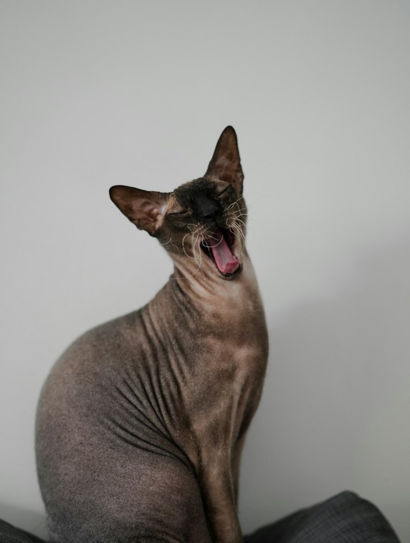 Sphynx cat portrait showing wrinkled skin texture and large ears — ideal for dramatic AI portrait generation