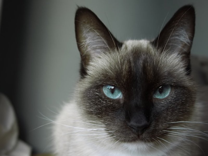 Tonkinese cat aqua blue-green eyes in cool neutral light — ideal for preserving unique eye color in AI portrait