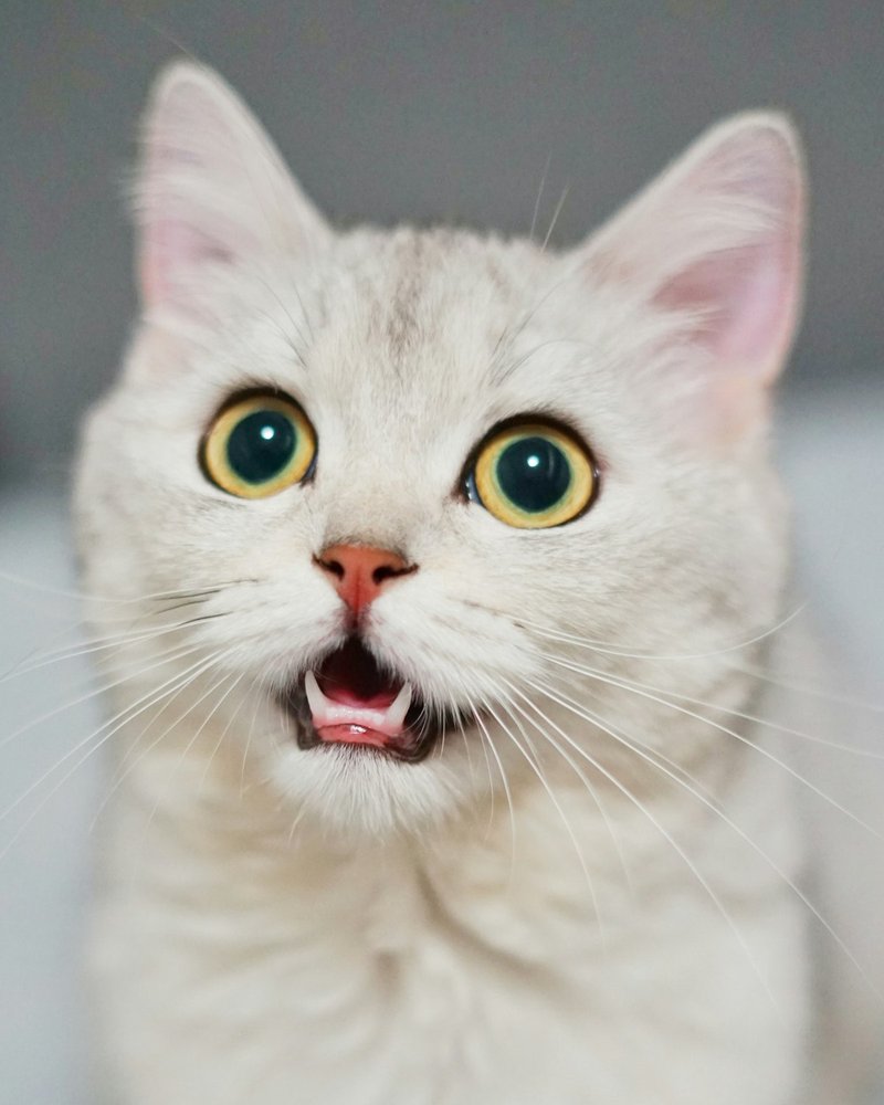 Tonkinese cat mink coat pattern showing soft gradient between body and point colors