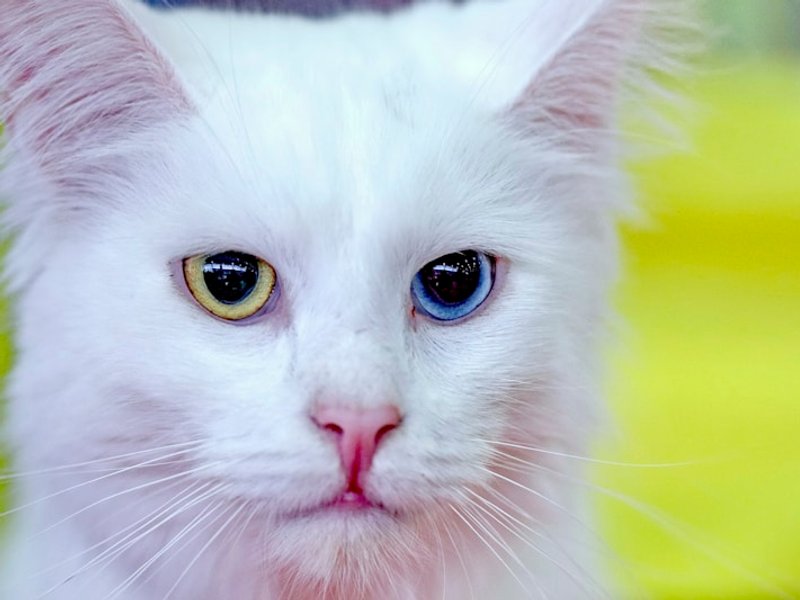 White Turkish Angora against dark background showing coat edge detail and flowing silky fur — best contrast for AI portrait uploads