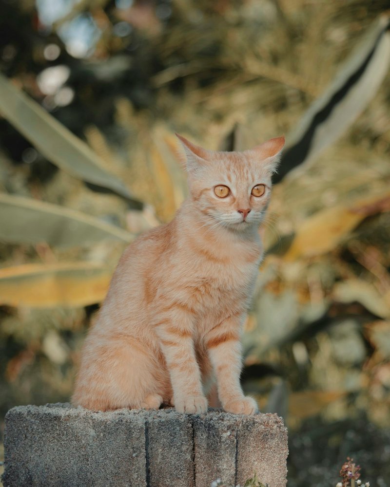 Turkish Angora close-up showing fine silky coat texture and vivid odd eyes for AI portrait reference