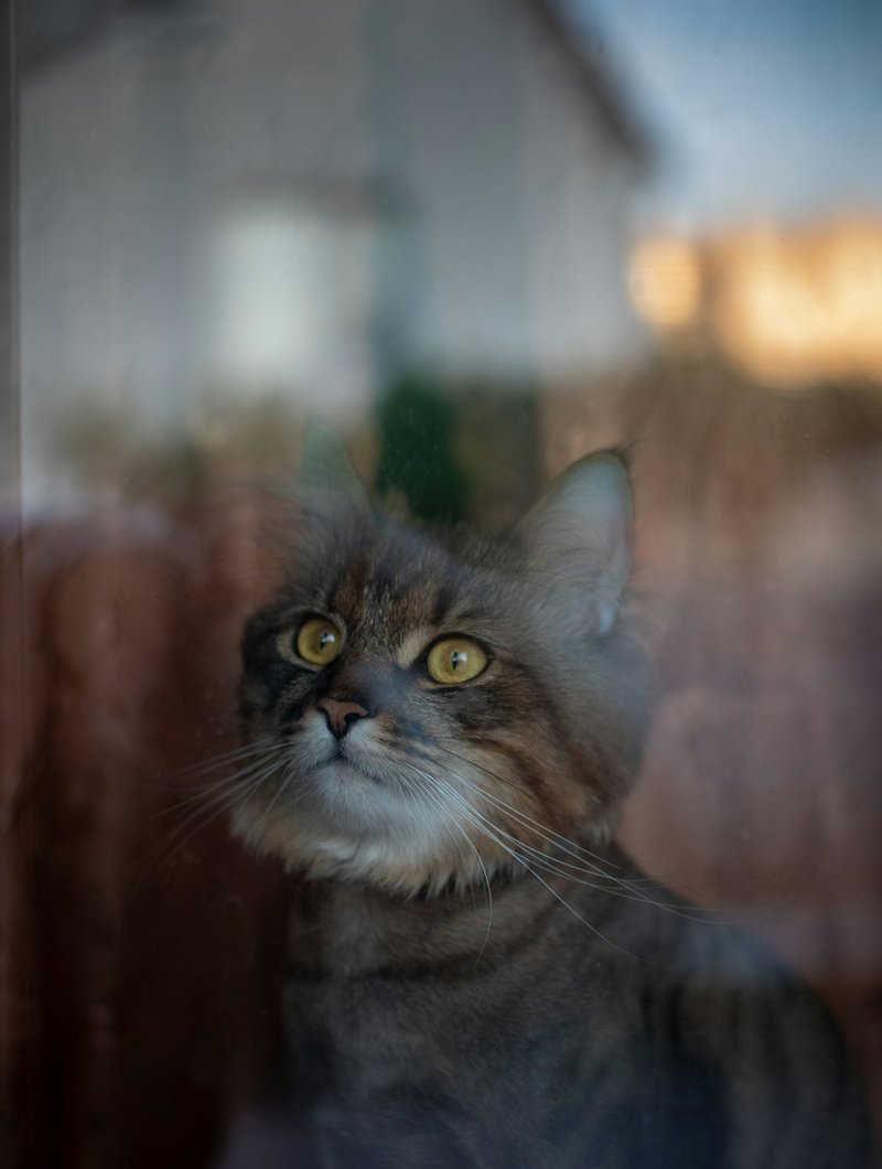 White Turkish Angora cat front-on showing heterochromia eyes and silky coat — ideal framing for AI portrait generation