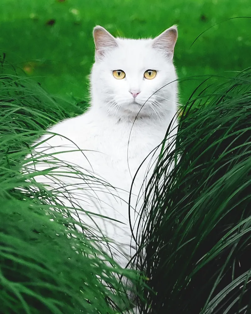 Turkish Angora portrait