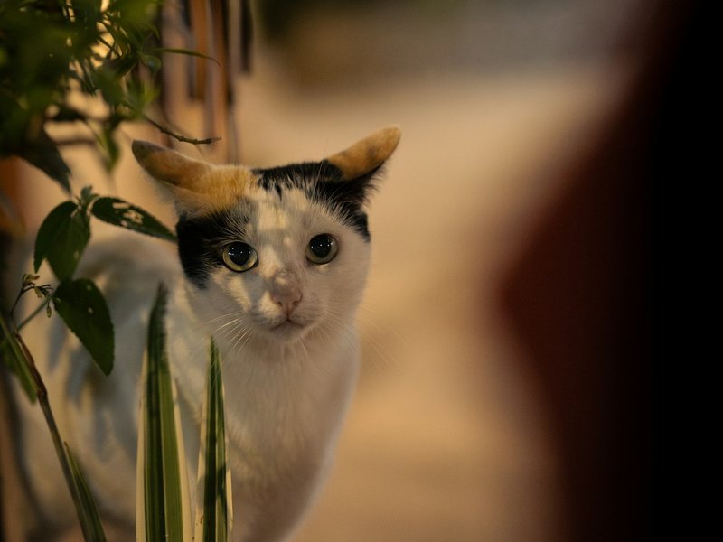 Sıcak doğal ışıkta Van kedisi — beyaz vücutta kızıl baş işaretleri ve parlayan kehribar gözler