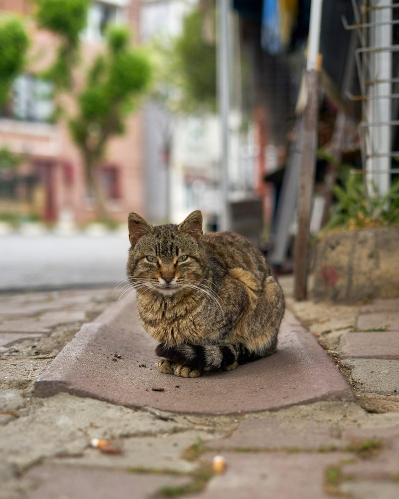 Van kedisi — renkli baş ile beyaz vücut arasındaki keskin Van deseni sınırı, portre için hazır detay