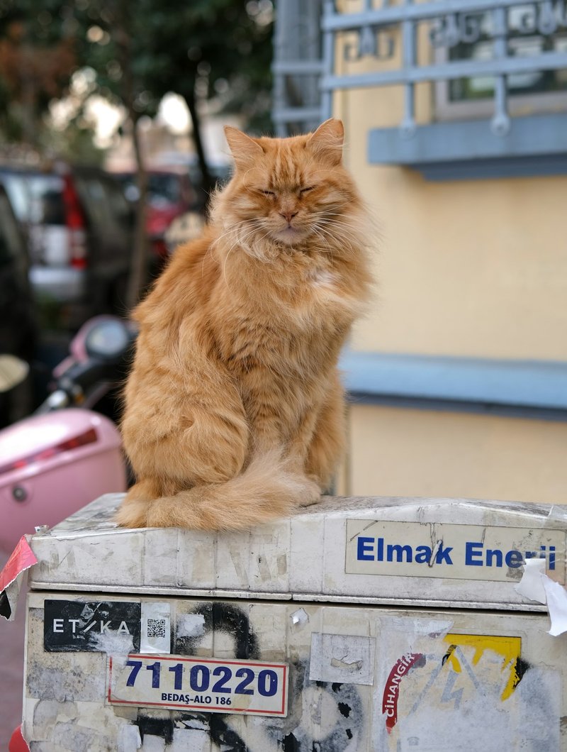 Van kedisi — beyaz vücut üzerinde renkli baş işaretleri ve kehribar gözler, Van deseniyle AI portre için ideal kadraj