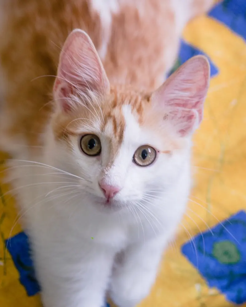 Turkish Van portrait